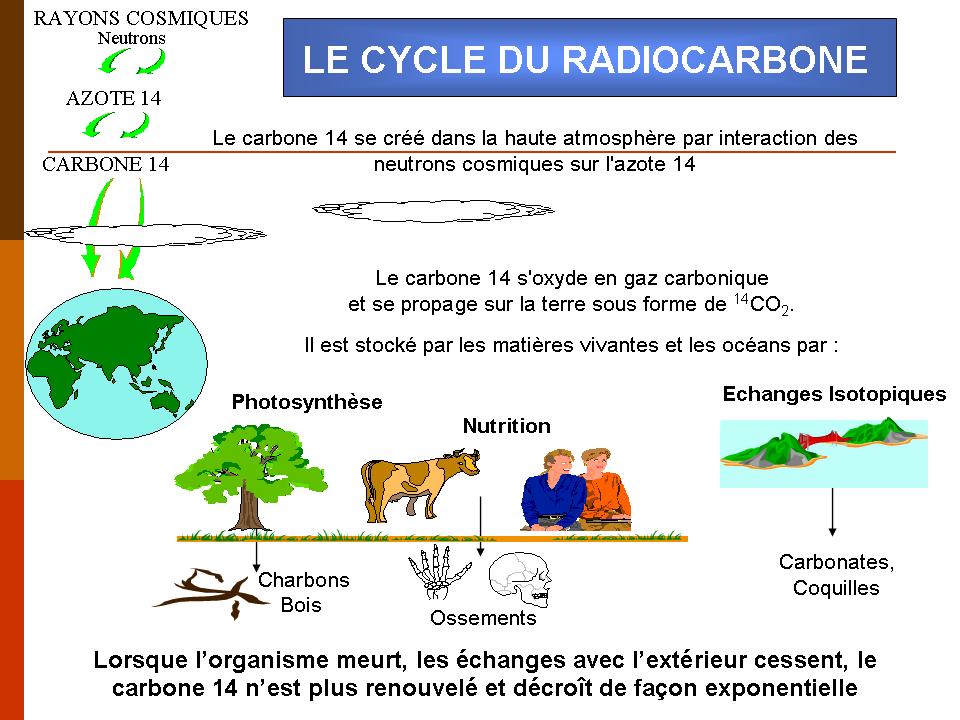 cycle-radiocarbone